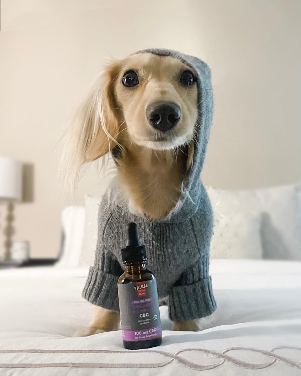 primalpetsupps's tweet photo. Cute &amp; cozy with CBG 🕯️ CBG can help your pet with anxiety so they can truly relax. No need to worry when you've got on your favorite jammies and your paw-rent to snuggle up with. 

📷: watsonthedox
#dogwellness #happydog #doganxiety https://t.co/K8CvHF83SZ