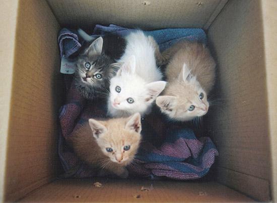 Este es el día a día de las protectoras. No compres, adopta. #YoAdoptoYSalvoVidas