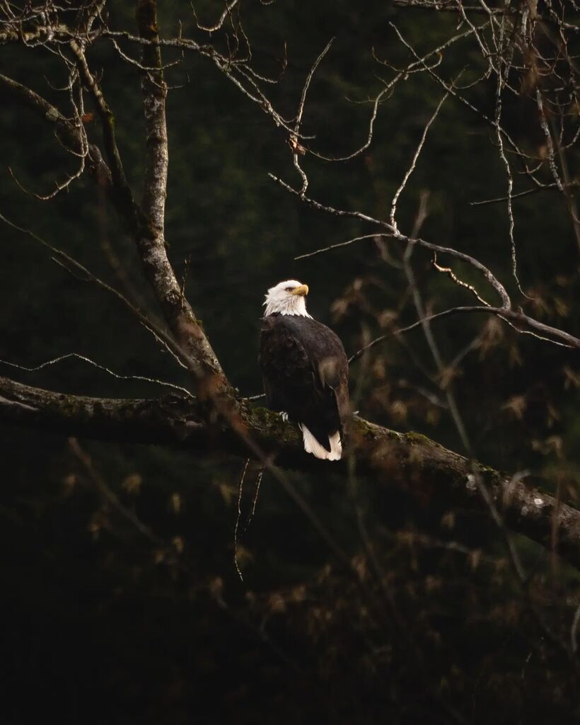 Shawn_Thomson's tweet photo. Definitely one of the coolest days since being here! Being surrounded by circling bald eagles with no one else around! 

#hike #bcfall #canadianfall #hikeadventure #falladventure #blundstone #fallvibe #outdoorvibes #outdoorsey #outdoorstyle #outdoorphoto… https://t.co/AmEeFjRxFL https://t.co/i5IqH10X6O