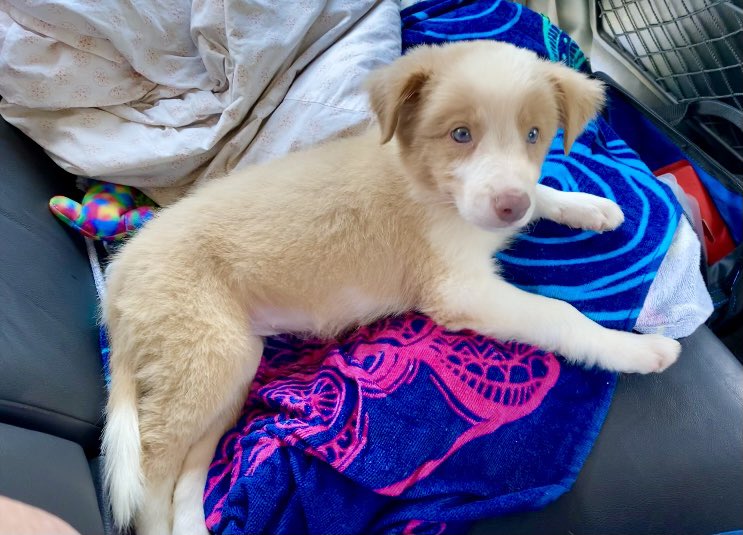 bcpowderburn's tweet photo. Here’s our girl the day we picked her up in July!! Cute then, beautiful now! #bcpowderburn #puppylove #puppy #bordercollie #dogs https://t.co/C0ggK2JVDJ
