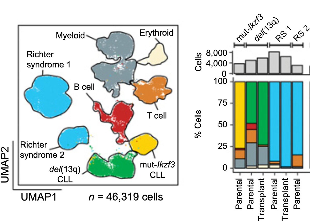 Livius Penter (@livius_tacitus) on Twitter photo š Can mitochondrial DNA mutations track lineage in murine cancer modelsā Together w/ <a href="/etenhacken/">Elisa ten Hacken</a> plus the mtDNA experts <a href="/LeifLudwig/">LeifLudwig</a> and <a href="/CalebLareau/">Caleb Lareau</a> we investigated this question with mtscATAC-seq using Elisa's #CLL and #RS models. Out now in <a href="/CR_AACR/">Cancer Research</a>./1
aacrjournals.org/cancerres/arti⦠š Can mitochondrial DNA mutations track lineage in murine cancer modelsā Together w/ <a href="/etenhacken/">Elisa ten Hacken</a> plus the mtDNA experts <a href="/LeifLudwig/">LeifLudwig</a> and <a href="/CalebLareau/">Caleb Lareau</a> we investigated this question with mtscATAC-seq using Elisa's #CLL and #RS models. Out now in <a href="/CR_AACR/">Cancer Research</a>./1
aacrjournals.org/cancerres/artiā¦