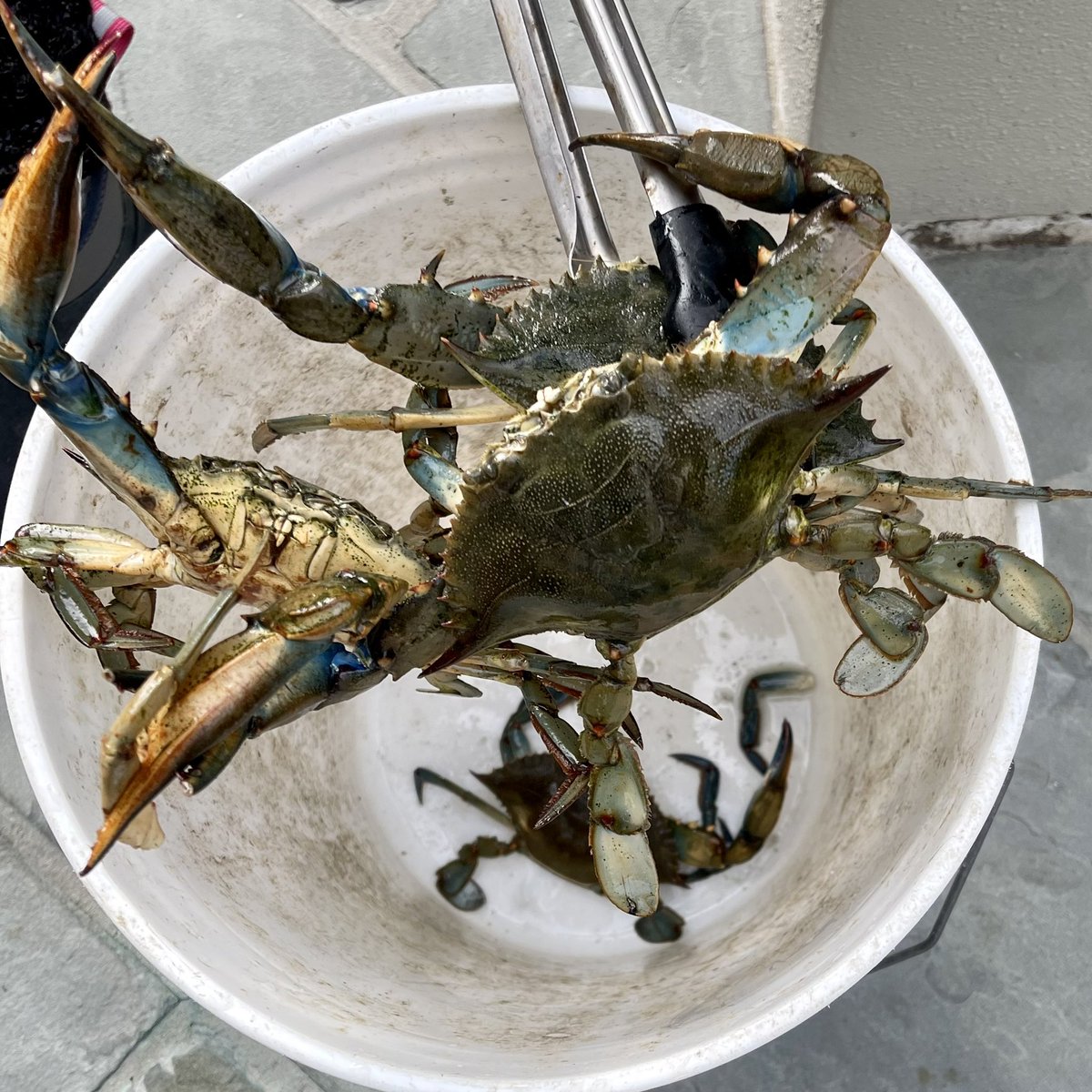 These guys were feeling crabby to start the week…Monday blues!! #bluecrab #crabtrap #reelpirate #mondayblues #whereverthewatersreach #blues