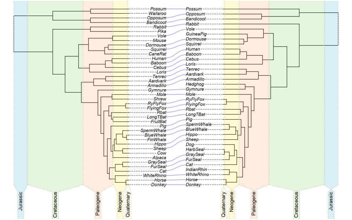 In #Rstats #phytools you can do co-phylogenetic plotting ("tanglegrams"), but you may not know that this can be done using different linking line colors, widths, line types, &amp; even tree styles. See how on my blog, e.g. blog.phytools.org/2020/12/co-phy….
