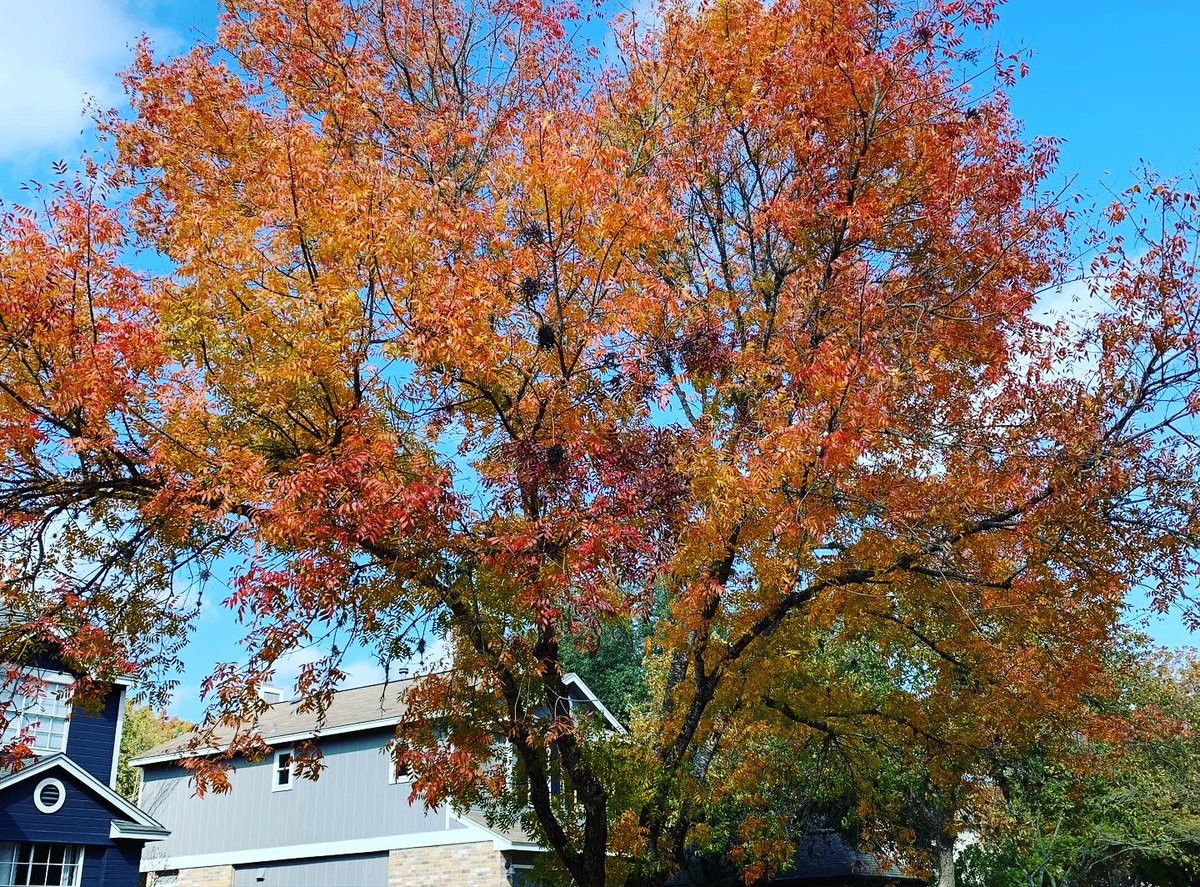 Mary_Wasson's tweet photo. Did you notice the trees really making a show this year? I’m not going to lie … all these gorgeous and vibrant colors were a bit of a surprise in Central Texas!
Tag me in your gorgeous #Texas colors!
#ctx #texas #fallfolliage #txwx https://t.co/RqdhlKPAG0