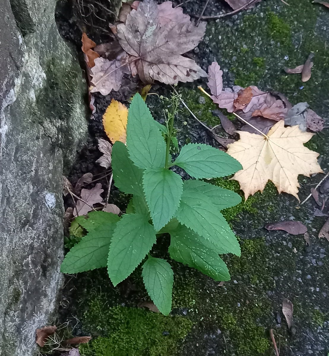 This week's #pavementplant is Figwort, Gwrnerth in Colwyn Bay @Love_plants @BSBIbotany @_OLW_ @BSBICymru @NearbyWild @WildFlowerSoc @WildaboutPlants @Britnatureguide @NatureUK @concretebotany @Urban_Nature_UK @morethanweeds @wildstreets_org @LGSpace