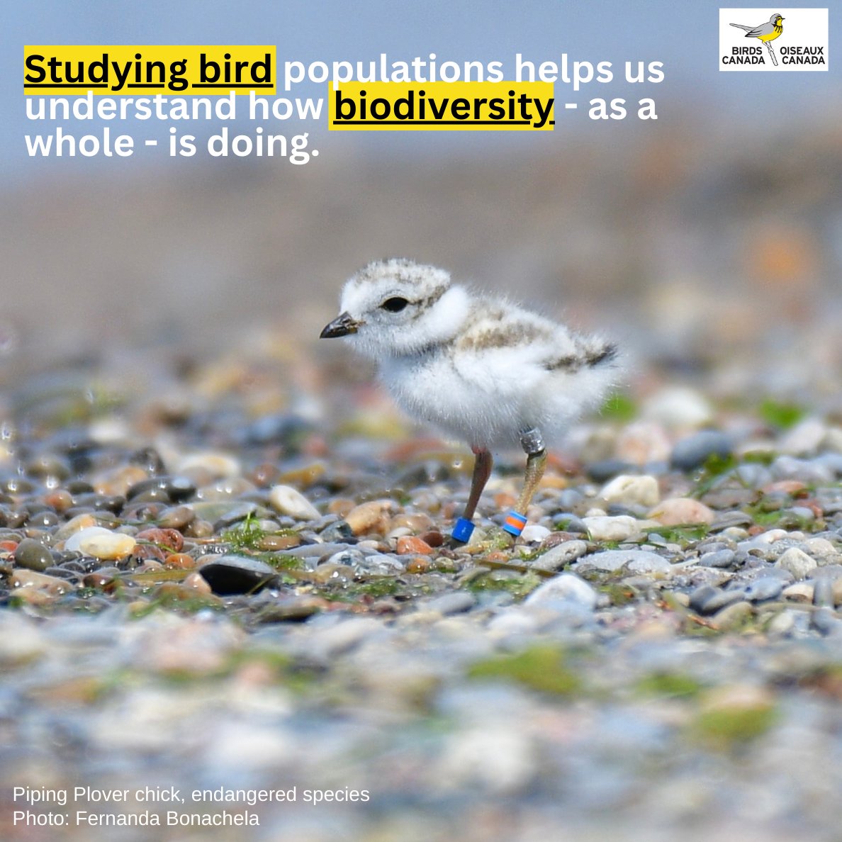 Through our programs, Citizen Scientists who collect #bird observations provide information on the status of bird populations and #biodiversity. #COP15 #NatureCOP