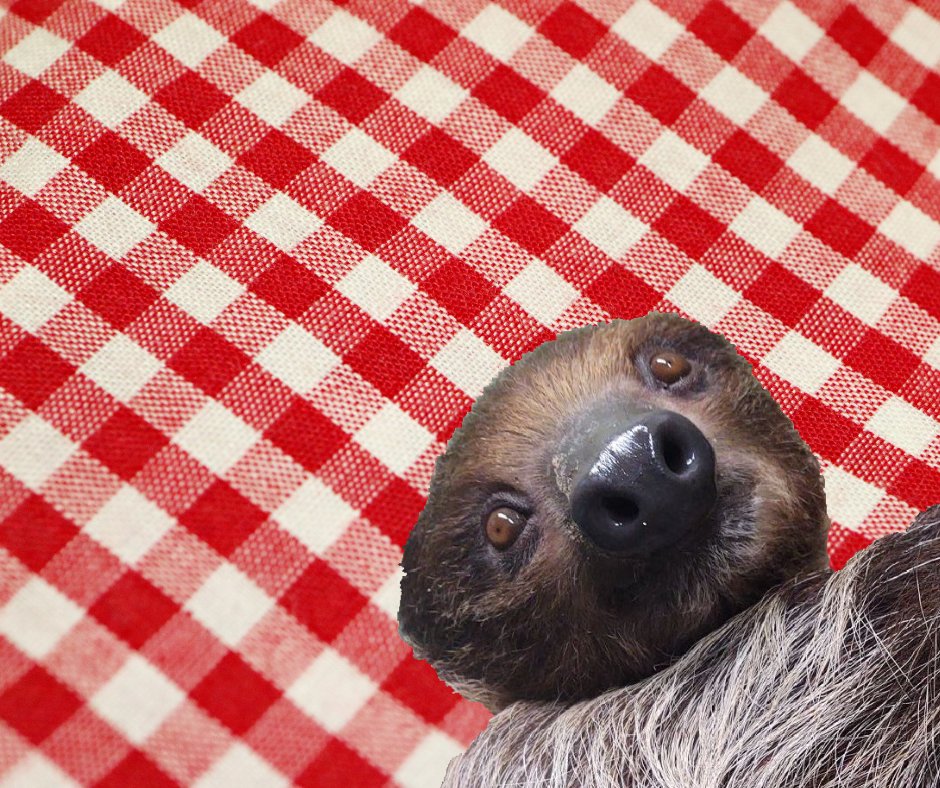 You've heard of #ElfOnAShelf … introducing #SlothOnATablecloth.
