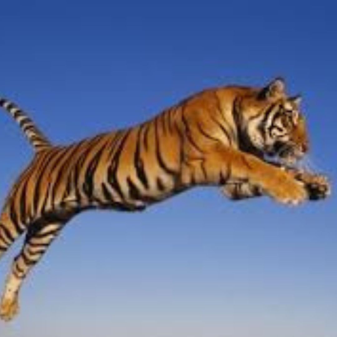 animals_all99's tweet photo. By Max Strong tiger https://t.co/dTi1EHRHYQ
