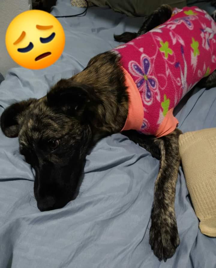 La pequeña Jimena es rescatada de las calles desde cachorra a sufrido mucho es talla chica/ mediana, conviene con perritos, gatitos,niños es súper cariñosa,hace del baño afuera es una pequeña que a sufrido mucho busca un hogar denle una oportunidad no se van arrepentir 🙏