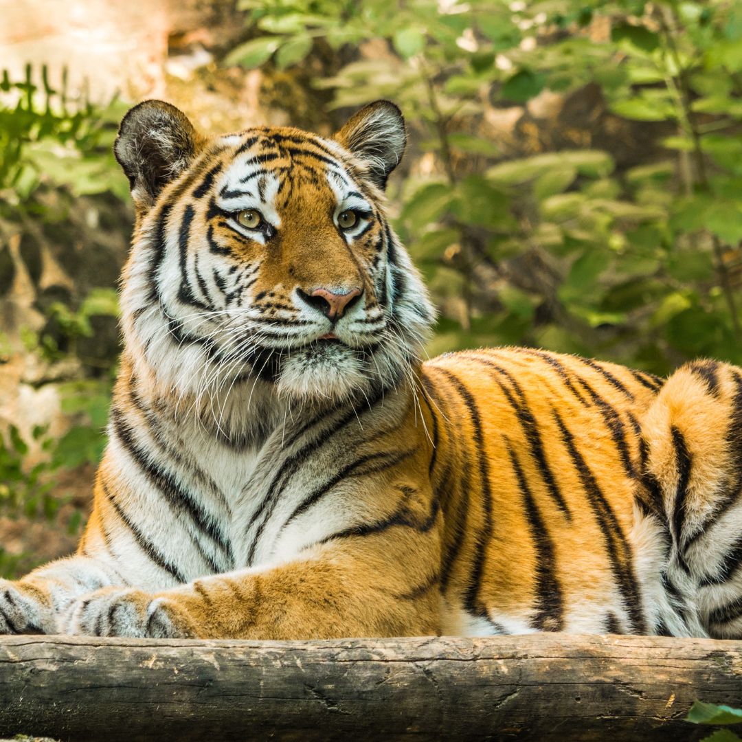 animals_all99's tweet photo. Beautiful Golden Tiger 🐯 
By Max Strong https://t.co/dgtv4KHSPq