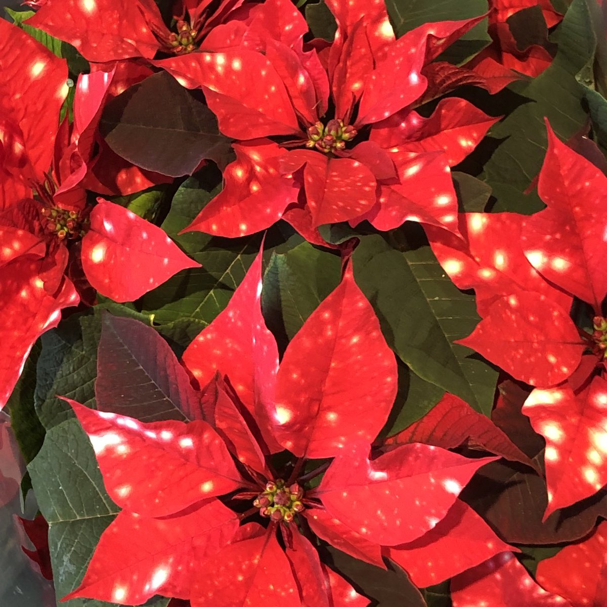 glaubeweiter's tweet photo. #Pointsettien #Weihnachtssterne gibt es in den schönsten #Sorten und #Farben Die #leuchtenden #farbigen #sternförmig angeordneten #Hochblätter sind nicht die #Blüten Diese sind klein und die #Pflanzen bilden sie nur, wenn sie nicht mehr als 12 #Stunden am #Tag #Licht bekommen! https://t.co/BdywegA79T