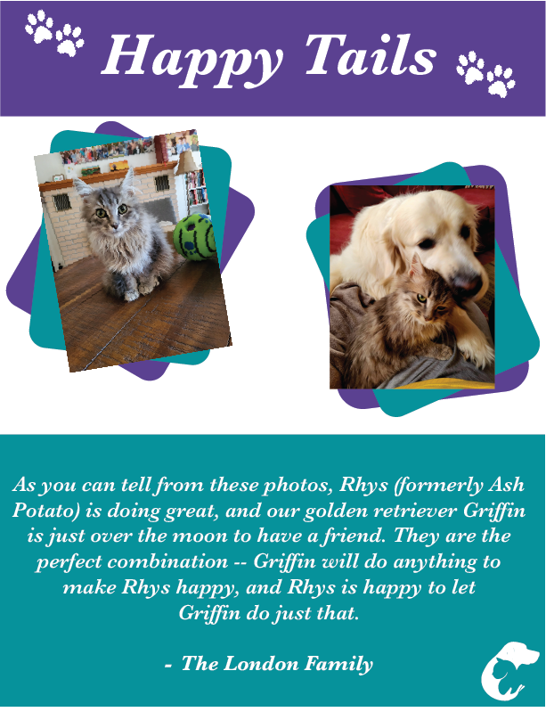 Dubuque Regional Humane Society (@dubuquehumane) on Twitter photo Rhys - Adopted in October 2022 - found his Fur-Ever home and made a friend quickly! We love to see animals thriving at home! Send your animal's happy tail in to us at happytails@dbqhumane.org today! #Dubuqueregionalhumanesociety #happytails #animals Rhys - Adopted in October 2022 - found his Fur-Ever home and made a friend quickly! We love to see animals thriving at home! Send your animal's happy tail in to us at happytails@dbqhumane.org today! #Dubuqueregionalhumanesociety #happytails #animals