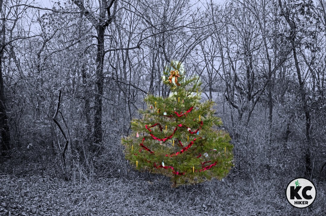 leessummitgo's tweet image. “O Christmas tree, O Christmas tree, how lovely are thy branches.&quot;

On the Longview Horse Trail, we stumbled upon a couple decorating an evergreen tree in the forest Sunday. It’s a tradition they’ve carried on for several years in memory of a friend.
bit.ly/3H8gnqw