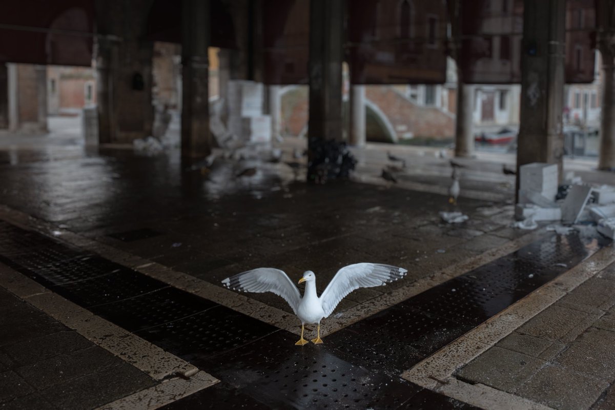 Dgdave76's tweet photo. #leica #sl2s #simmetrie #venezia #rialto #cocao #streetphotography https://t.co/yVyVDKmELU