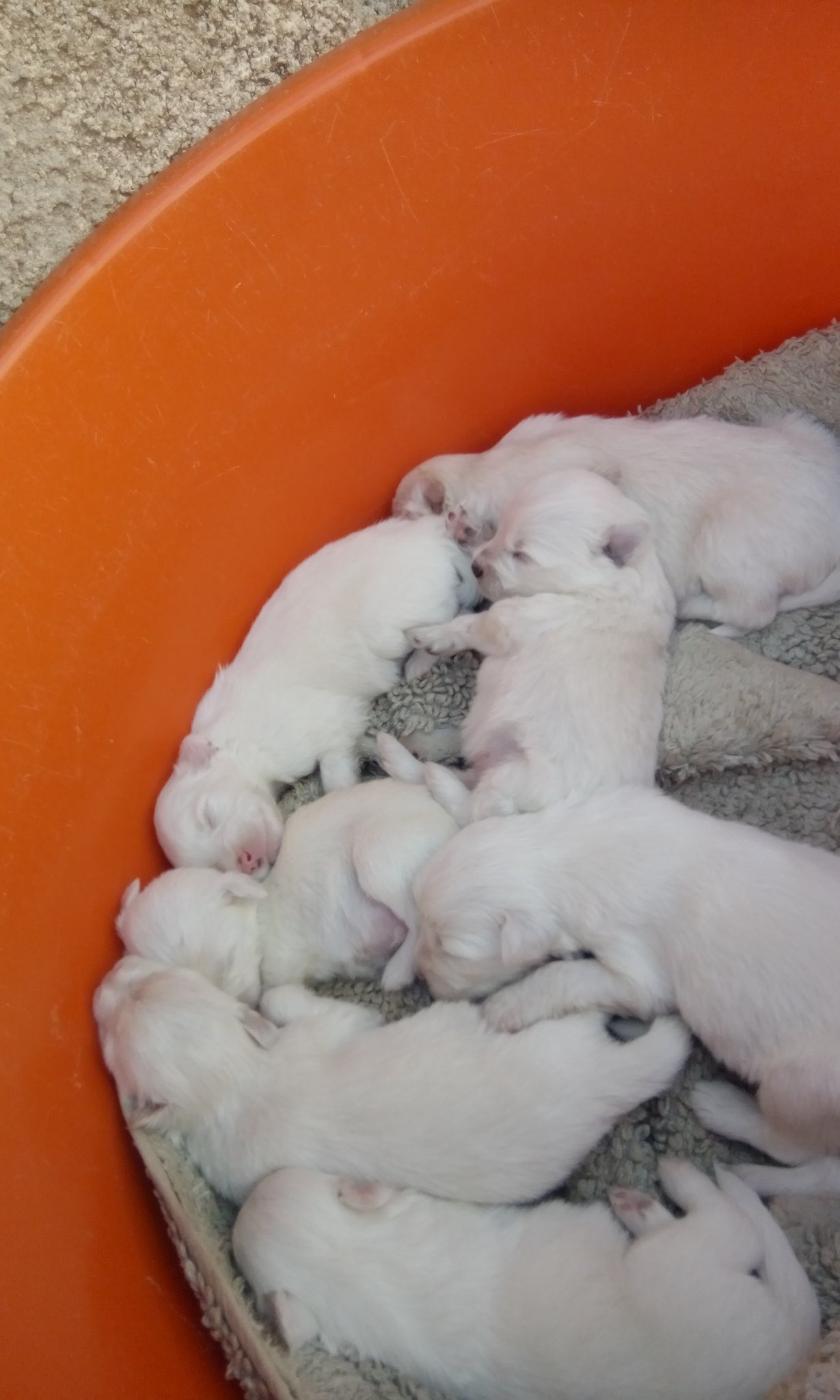 Kennel Kenya (KennelKenya) / Twitter