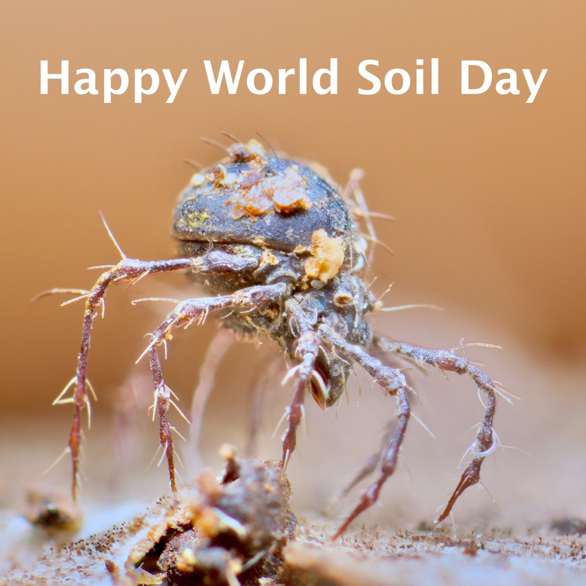 It's still World Soil Day- celebrating the essential life-giving wonder of soil. #worldsoilday #soilanimals #mesofauna chaosofdelight.org