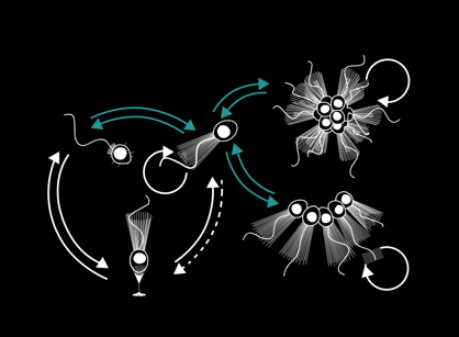 Core Life Analytics (@sayscorela) on Twitter photo With the holiday season approaching, we have a real treat for you! During this #webinar, researchers from <a href="/UCBerkeley/">UC Berkeley</a> and <a href="/Stanford/">Stanford University</a> University will show how #choanoflagellates can be used in a #corefacility to identify novel regulators of cell biology. bigmarker.com/core-life-anal… With the holiday season approaching, we have a real treat for you! During this #webinar, researchers from <a href="/UCBerkeley/">UC Berkeley</a> and <a href="/Stanford/">Stanford University</a> University will show how #choanoflagellates can be used in a #corefacility to identify novel regulators of cell biology. bigmarker.com/core-life-anal…