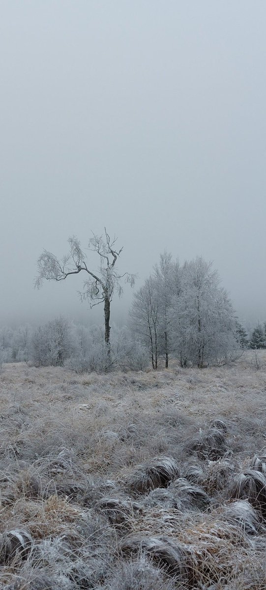 EnRICoPictures's tweet photo. Vind jij die winterse sferen/decors ook zo mooi?
Wij hebben deze geadopteerd. Wat staat die er mooi bij momenteel in Les Hautus Fagnes Eiffel in België.
#leshautesfagnes #botrange #eiffel #waimes #belgie @belgie @parc_naturel #photo #sneeuw #kerst #winterscene #wit #white https://t.co/NtOgjLke2G