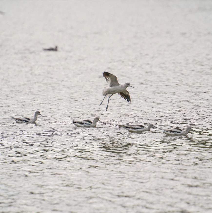 SwarovskiOptik's tweet photo. Shorebirds in winter mode: #gobirding at Point Reyes Peninsula, #California https://t.co/ZXdrLvbfDg
#NLPure https://t.co/MaYwjZbQmO