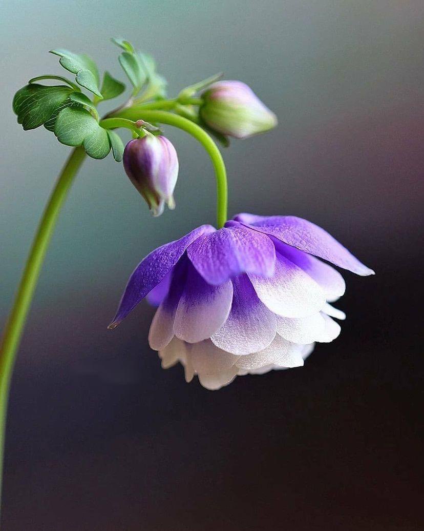 لن يرتاح قلب ولن تسلم نفس ولن تطيب الحياة إلا بحسن الظن فهو نجاة من الاوزار ودرع من الشرور وستر من الخواطر المؤذية 
فما أروع أن يعيش الإنسان نقي القلب طاهر الروح سليم الفكر يتعامل مع الناس بحسب الخير الذي في قلوبهم وليس بحسب الخطا الذي ظهر منهم !

ما أجمل حسن الظن …