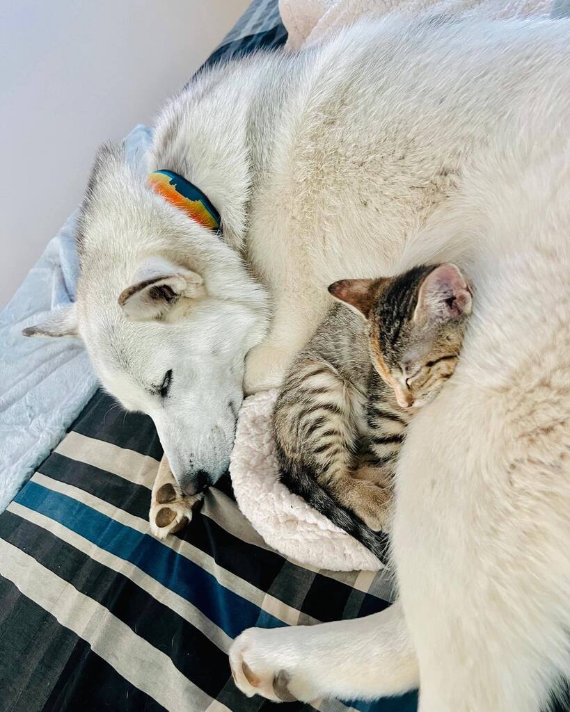 EspanolaHumane's tweet photo. Update mews: big spoon and little spoon ❤️ “Tigerlily is doing amazing and happy to have husky Athena as her best friend. I give this adoption and this organization 5 stars!” 🌟
#adoption #update #mews #tigerlilly #kittensofinstagram #catsofinstagra… https://t.co/fyBOFrVfgG https://t.co/VJL4ECNL1C