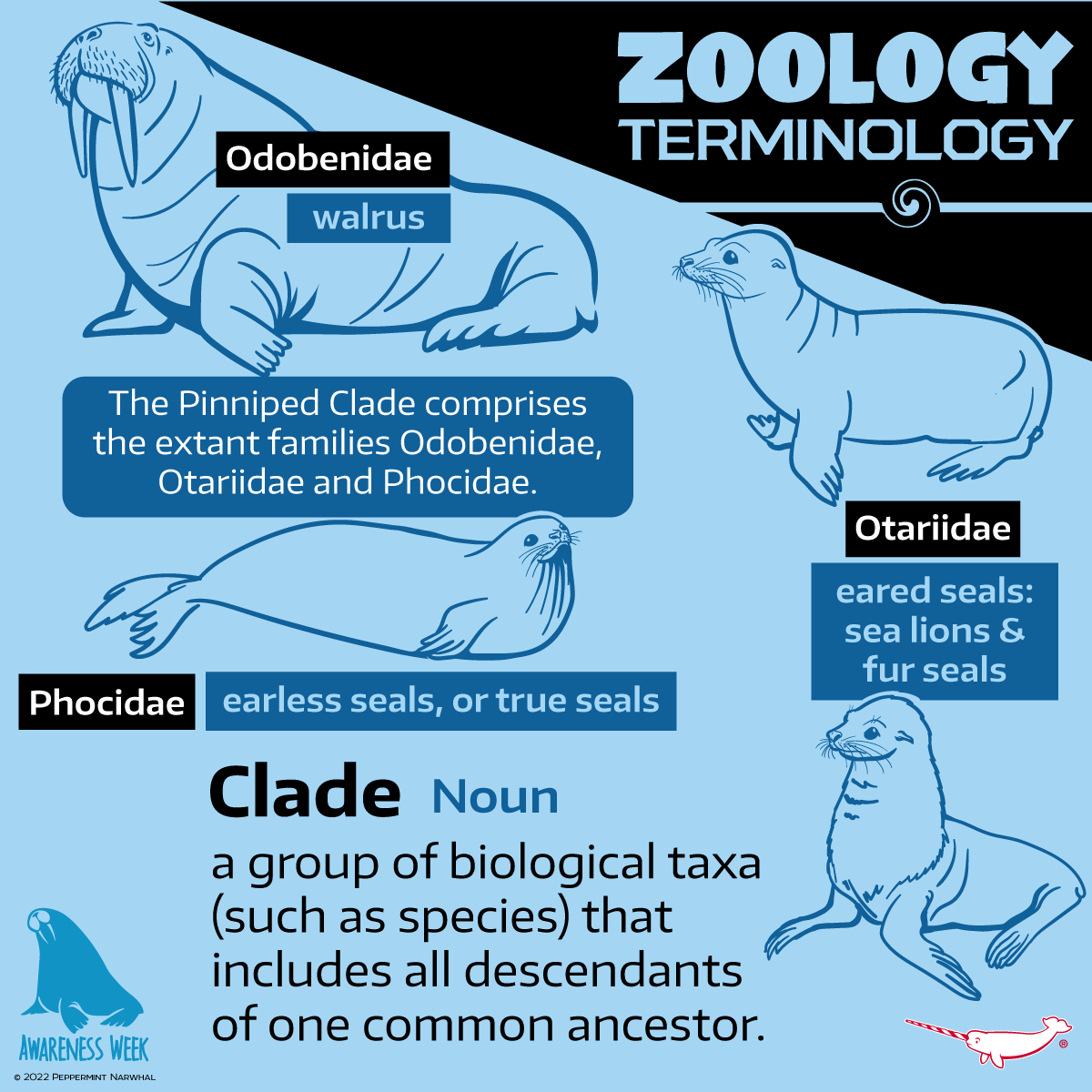 PepomintNarwhal's tweet photo. #WalrusAwarenessWeek
#ZoologyTerminology #Clade #Walrus #SealLion #FurSeal #Seal
2023 Animal Holiday Calendar
& More Great Gift Ideas
Shop #PeppermintNarwhal at https://t.co/gqm4S4wlhV https://t.co/NlKPqGyGnO