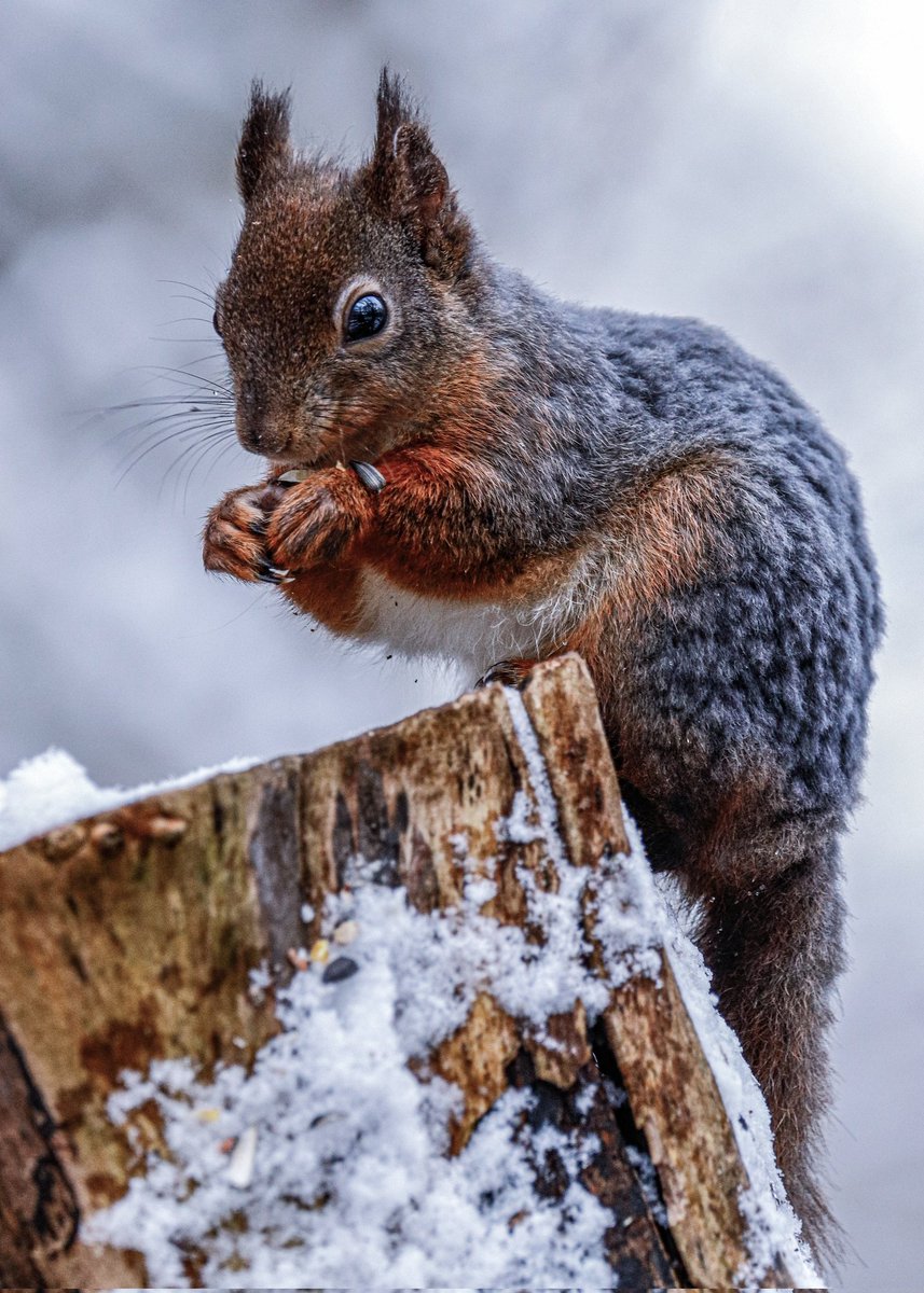 I took these pictures in January 2021 on #Anglesey 
a red squirrel with a blue winter coat 
<a href="/IoloWilliams2/">Iolo Williams</a> <a href="/biggesttwitch/">Ruth and Alan</a>
<a href="/Welshsquirrels/">Dr Craig Shuttleworth</a> <a href="/RedSquirrelsinW/">Red Squirrels Wales</a> <a href="/SquirrelAccord/">UK Squirrel Accord</a> <a href="/OurSquirrels/">Save our Red Squirrels</a>