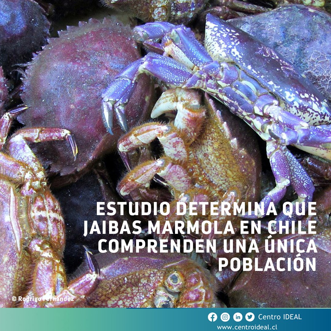 CentroIDEAL_CL's tweet photo. La llamada jaiba marmola es la especie de cangrejo más capturada por la industria pesquera en Chile. De caparazón convexo, bordes aserrados y color morado rojizo, se considera de vital importancia para la pesca artesanal en la zona centro de nuestro país. 🦀 (1/3) https://t.co/l3IZBat02m