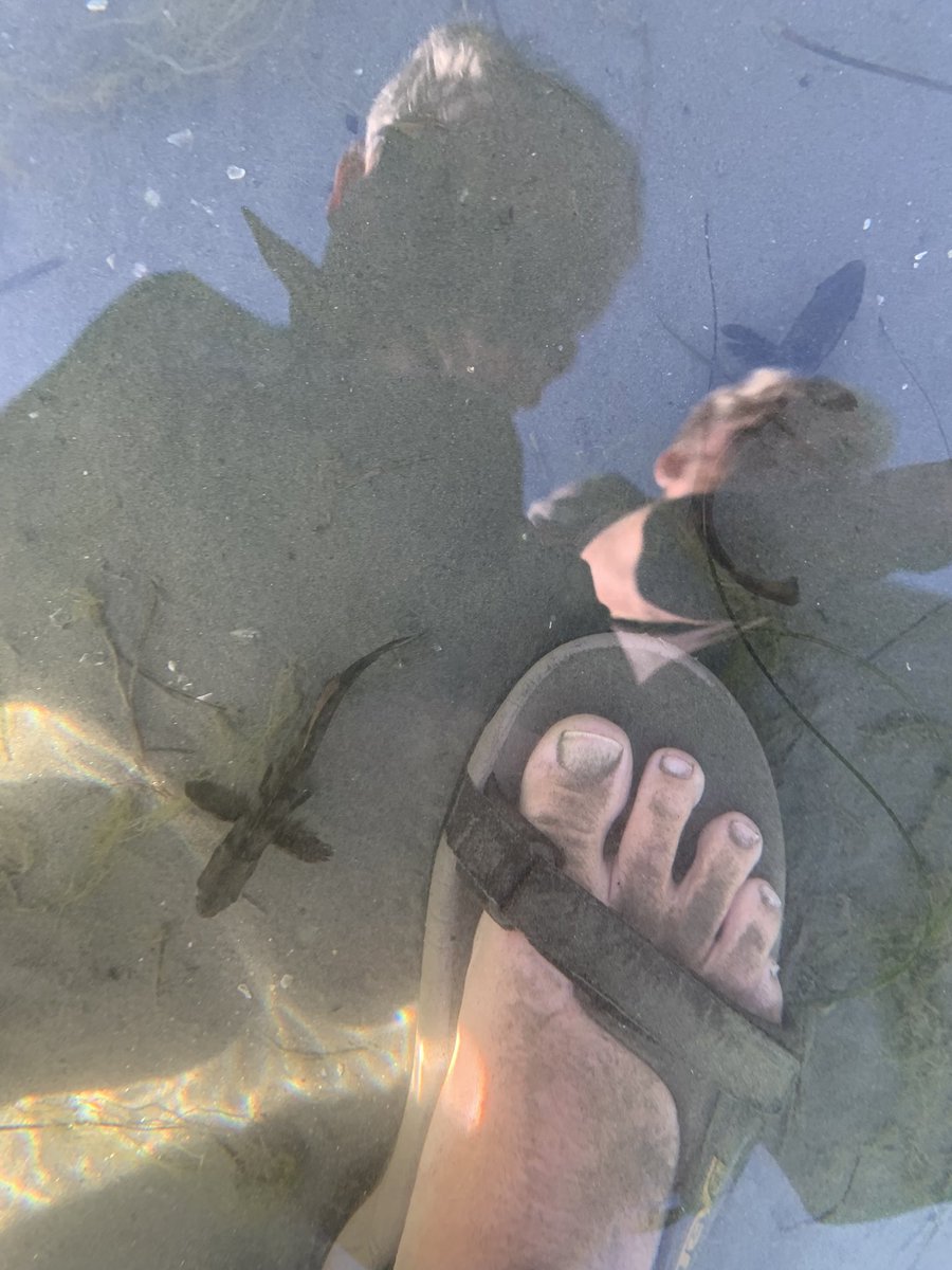 WillJacoway's tweet photo. Releases #whiteSeaBass today that we raised in the classroom #SITC thanks @HubbsResearch @hubbsmikes for the experience. https://t.co/18UpX85y12