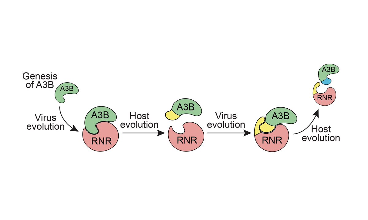 Sofia Moraes tweet media
