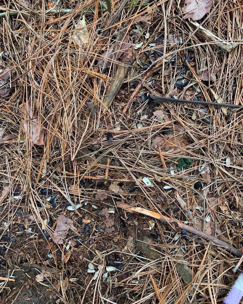 teresa_hadley's tweet photo. Day 3 Countdown: Bird Count! We checked our feeders and found that the lid was off &amp; all the seeds were gone. We had many theories about what happened including birds, the storm, a person, a squirrel or a fox. We looked closely for clues.
#outdoorlearningenvironment #kindergarten https://t.co/WLVN5DjFNQ