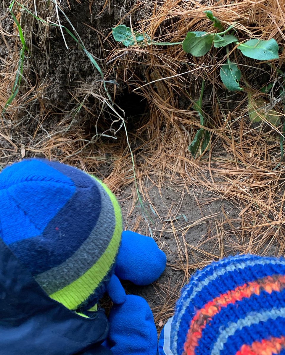teresa_hadley's tweet photo. Day 3 Countdown: Bird Count! We checked our feeders and found that the lid was off &amp; all the seeds were gone. We had many theories about what happened including birds, the storm, a person, a squirrel or a fox. We looked closely for clues.
#outdoorlearningenvironment #kindergarten https://t.co/WLVN5DjFNQ