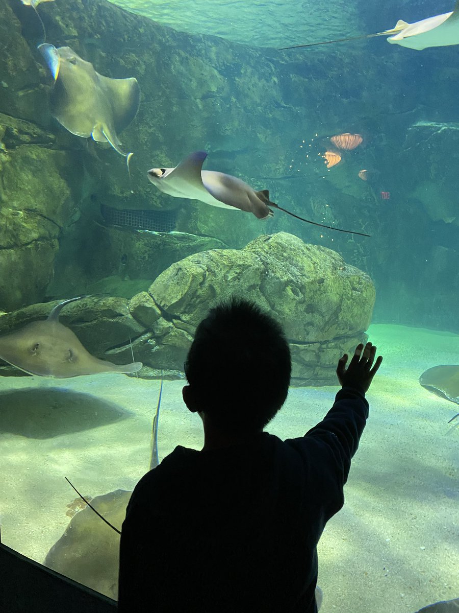 dreap31's tweet photo. Amazing day with @MSeraficoTweets class at @RipleysAquaCA Kids enjoyed themselves and learned so much about underwater life!!! @TCDSB @olftcdsb https://t.co/hhVBEDn3Ca