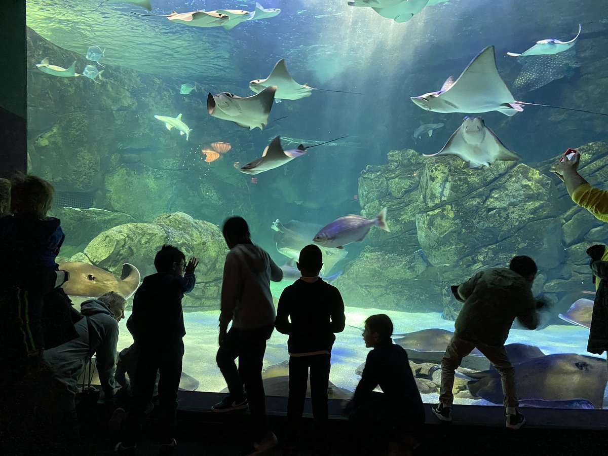 dreap31's tweet photo. Amazing day with @MSeraficoTweets class at @RipleysAquaCA Kids enjoyed themselves and learned so much about underwater life!!! @TCDSB @olftcdsb https://t.co/hhVBEDn3Ca