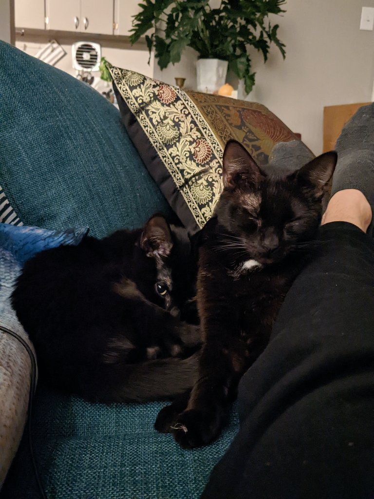genderfication's tweet photo. I was so confident about fostering cats... I said I'd never be a foster failure... but I'm wavering https://t.co/YAdtih3mpx