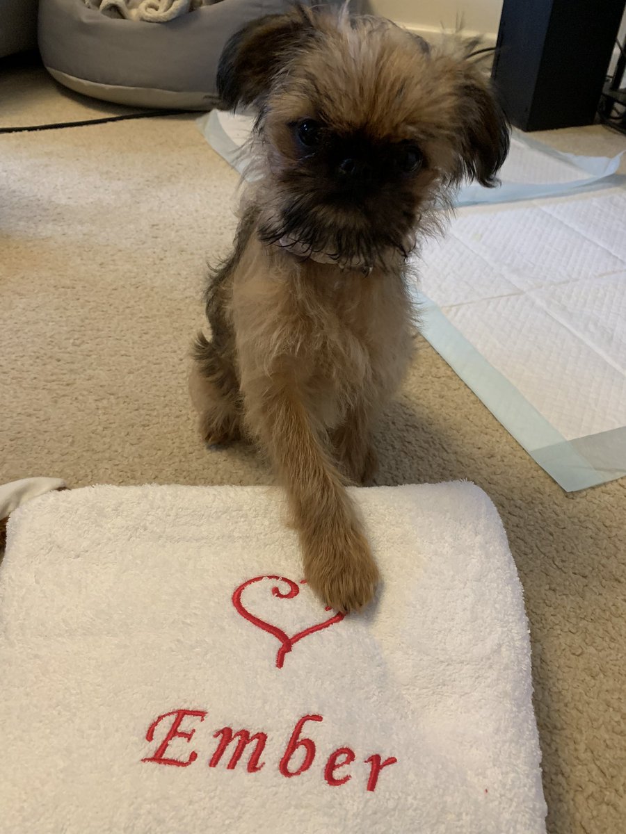 TwoLittleGriffs's tweet photo. After Kiwi our pug crossed over rainbow bridge 3 months ago,we thought it would be a long time before we considered another pup. Tears of sadness and joy. Welcome home our beautiful baby griffon bruxellois puppies #dogsoftwitter #puppies https://t.co/D7qBeCVB1k