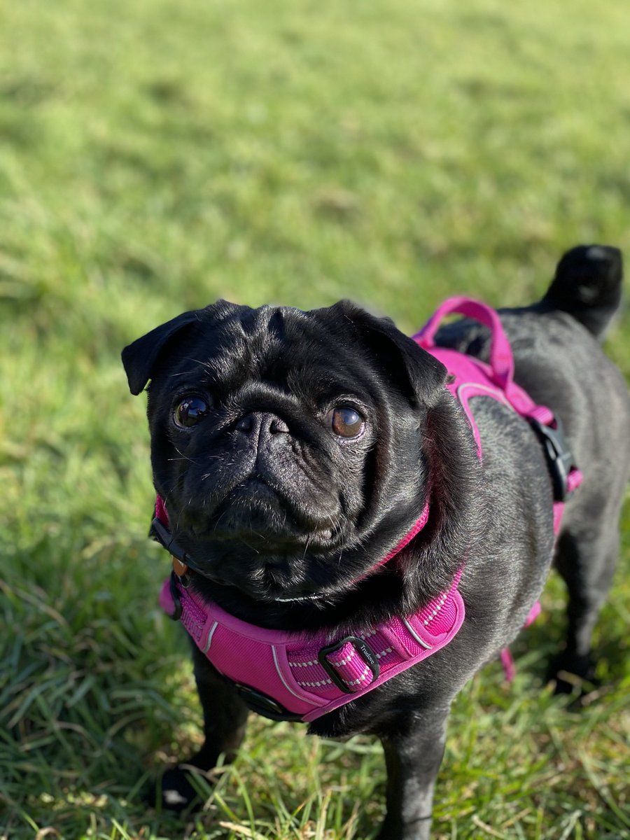 TwoLittleGriffs's tweet photo. After Kiwi our pug crossed over rainbow bridge 3 months ago,we thought it would be a long time before we considered another pup. Tears of sadness and joy. Welcome home our beautiful baby griffon bruxellois puppies #dogsoftwitter #puppies https://t.co/D7qBeCVB1k