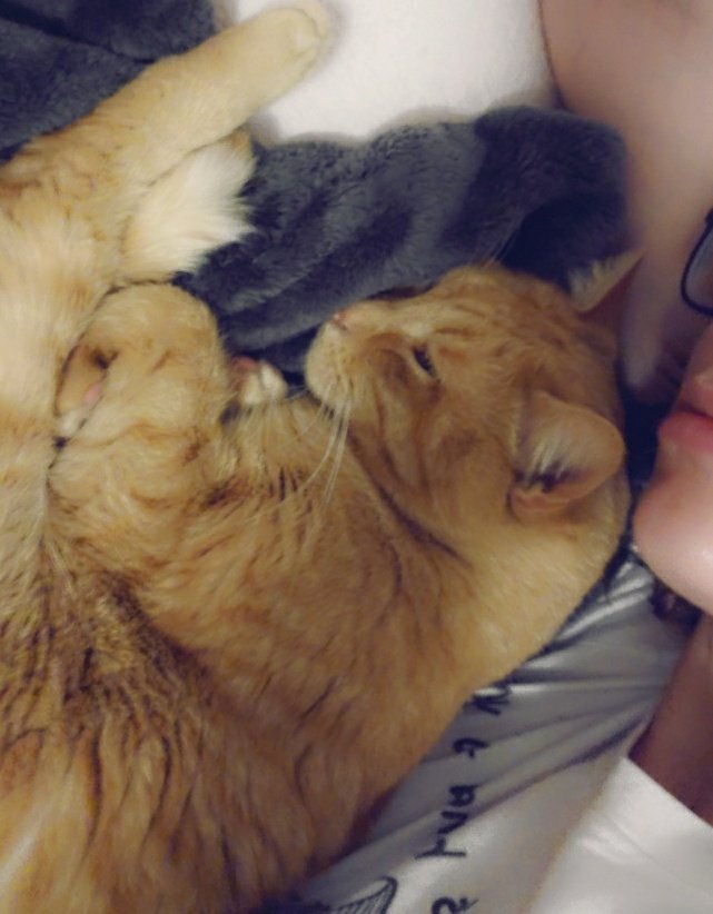 bluechaebae's tweet photo. So im on hard times rn & probably need to sell mx merch & pcs. My cat has some health issues &I'm scared.. he's my baby.
Will post pics of collection this weekend
Pls rt this so I can get more reach?
#wtsmx #wtsmonstax #MONSTAX https://t.co/GINFkpe3K9