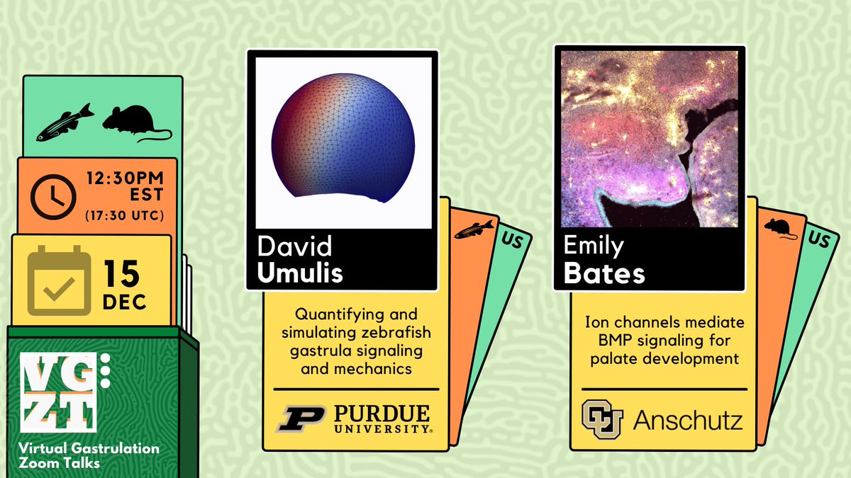 Next Thursday December 15th at 12:30 PM EST 🎉 Tune in to hear about ion channels in development from Emily Bates @Bateslab & modeling signaling during gastrulation from David Umulis @professorthermo