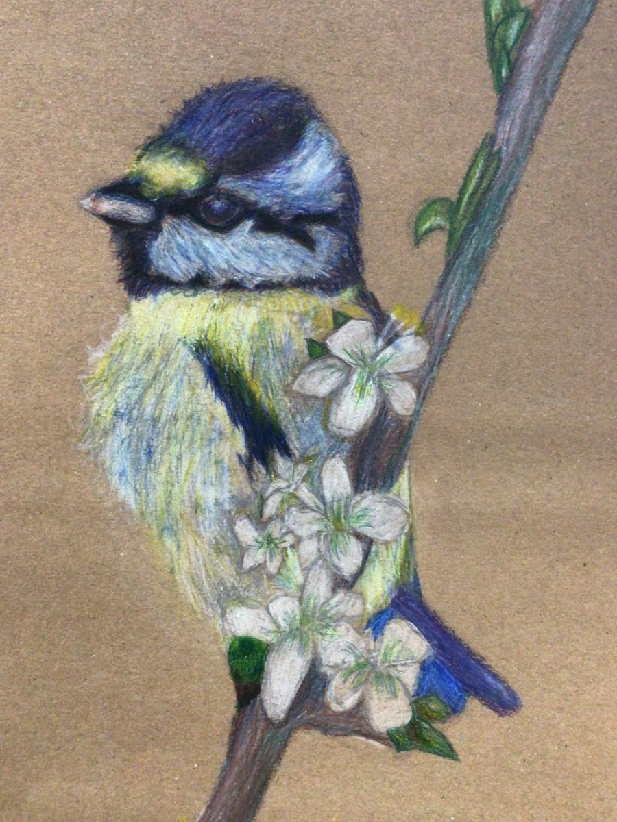 BhsartD's tweet photo. Beautiful blending on these brilliant birds by S1. Well done to you all, superb concentration, focus and talent on display! https://t.co/9jrKxOqIsk