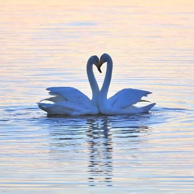 Hyvää itsenäisyyspäivää 😊💞 Suomi 105 Vuotta.