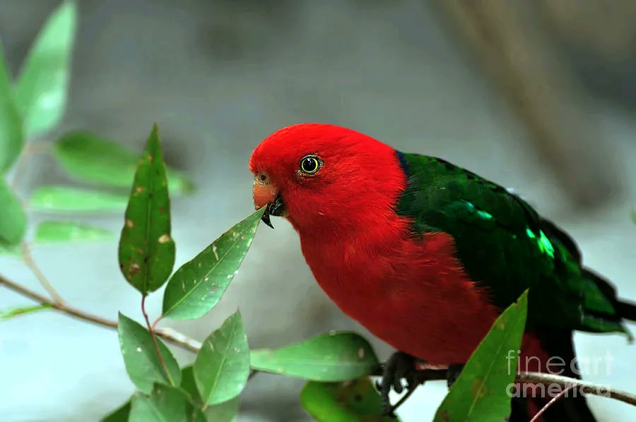 KayeMenner's tweet photo. #Male #lKing #Parrot Print by Kaye Menner #photography #prints #lovely #products at https://t.co/xKBnO4NSFg https://t.co/MpMrU7MYbL