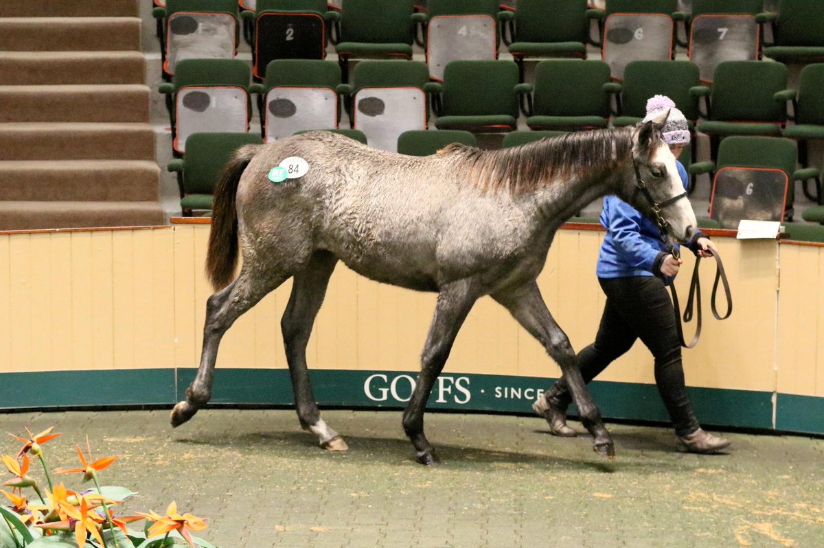 A filly from the first crop of exciting Group 1 winner WAY TO PARIS from <a href="/CoolagownStud/">Coolagown Stud</a> realised €25,000 on day 1 of Goffs December NH Sale, bought by <a href="/GerryHoganBS/">Gerry Hogan</a>. 

Offered as Lot 84, the filly is out of the Gr.2 winning &amp; Gr.1 placed LISKENNETT. 🏆