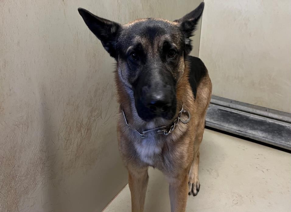 ElayneBoosler's tweet photo. CA Moreno Valley Animal Shelter 24 dogs die 12/6. #tailsofjoy will provide 1 FREE YEAR food/treats/toys leash collar pet bed vaccines 2 standard vet visits 4 any1 who adopts any of these at risk dogs now. elayne@tailsofjoy.net. Shepherds &amp; Huskies, Harry, Roxy, Banjo, Wendell. https://t.co/uJ9pYNhUs8