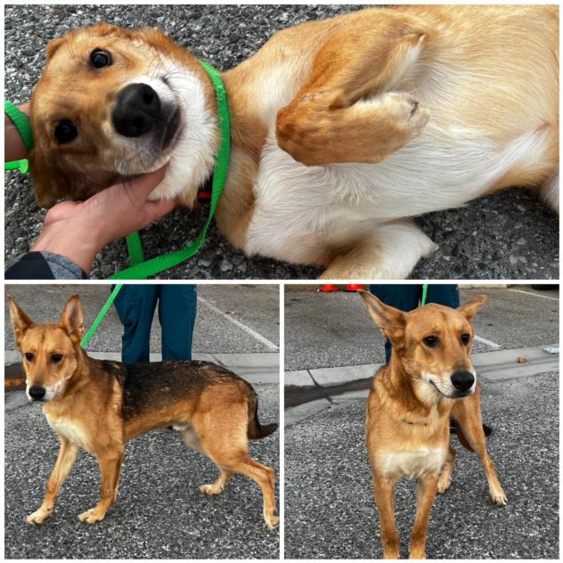 ElayneBoosler's tweet photo. CA Moreno Valley Animal Shelter 24 dogs die 12/6. #tailsofjoy will provide 1 FREE YEAR food/treats/toys leash collar pet bed vaccines 2 standard vet visits 4 any1 who adopts any of these at risk dogs now. elayne@tailsofjoy.net. Shepherds &amp; Huskies, Harry, Roxy, Banjo, Wendell. https://t.co/uJ9pYNhUs8