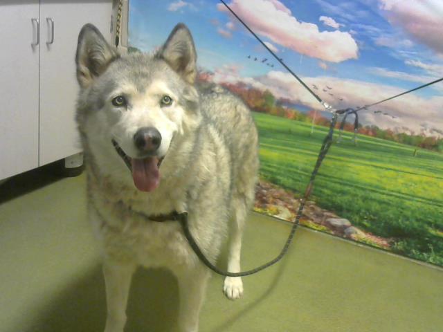 ElayneBoosler's tweet photo. CA Moreno Valley Animal Shelter 24 dogs die 12/6. #tailsofjoy will provide 1 FREE YEAR food/treats/toys leash collar pet bed vaccines 2 standard vet visits 4 any1 who adopts any of these at risk dogs now. elayne@tailsofjoy.net. Shepherds &amp; Huskies, Harry, Roxy, Banjo, Wendell. https://t.co/uJ9pYNhUs8