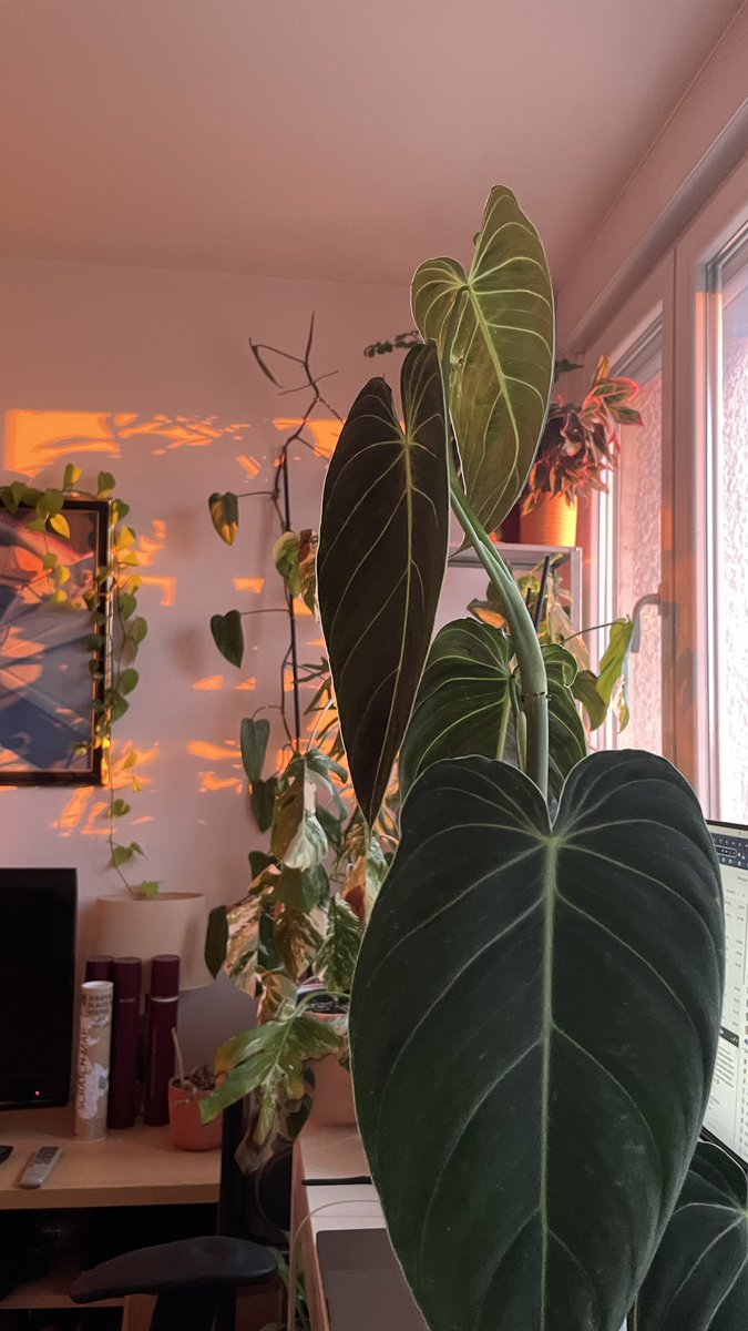 Golden hour #houseplants