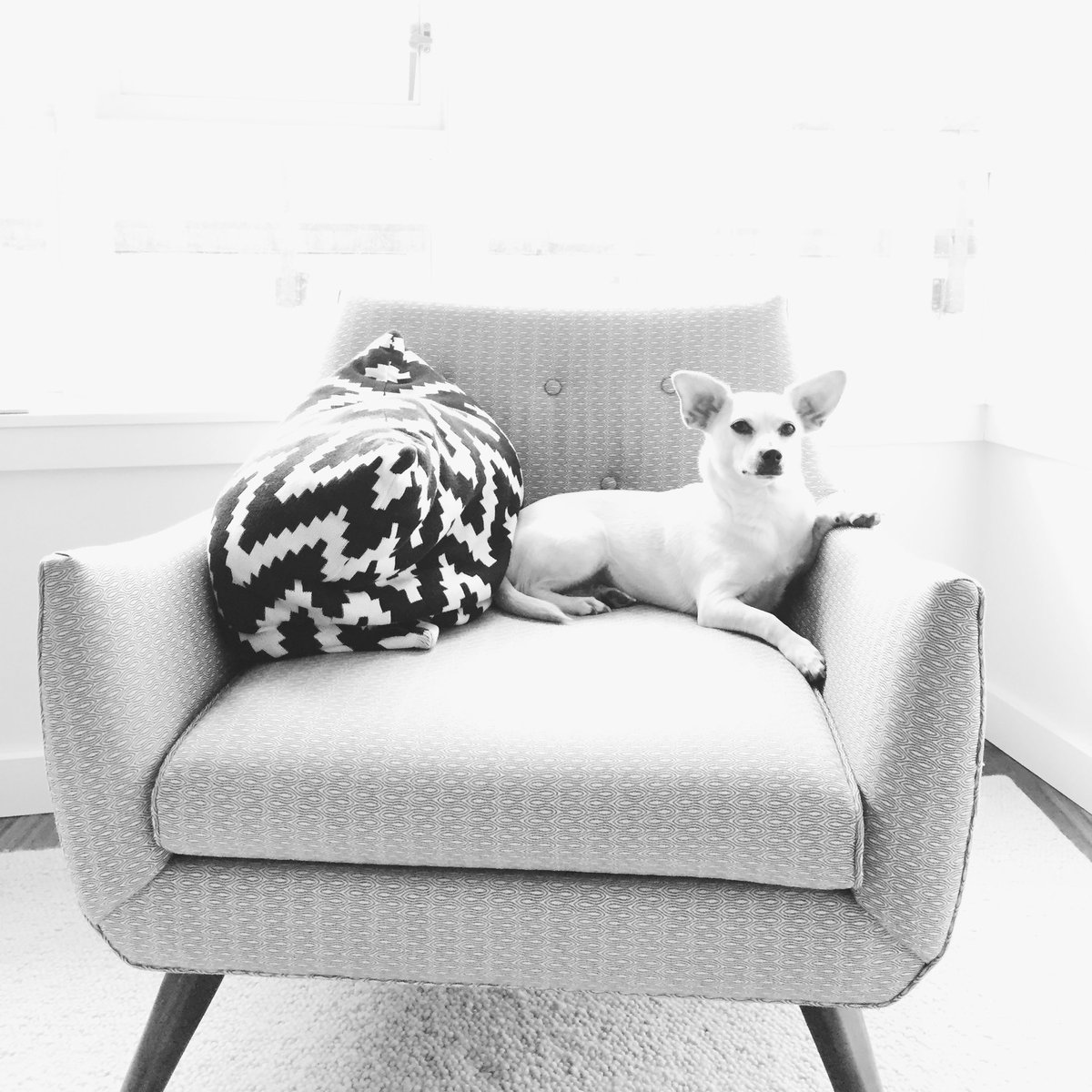 Yerbearserker's tweet photo. More #PupPics! https://t.co/VK7LVKDJvs