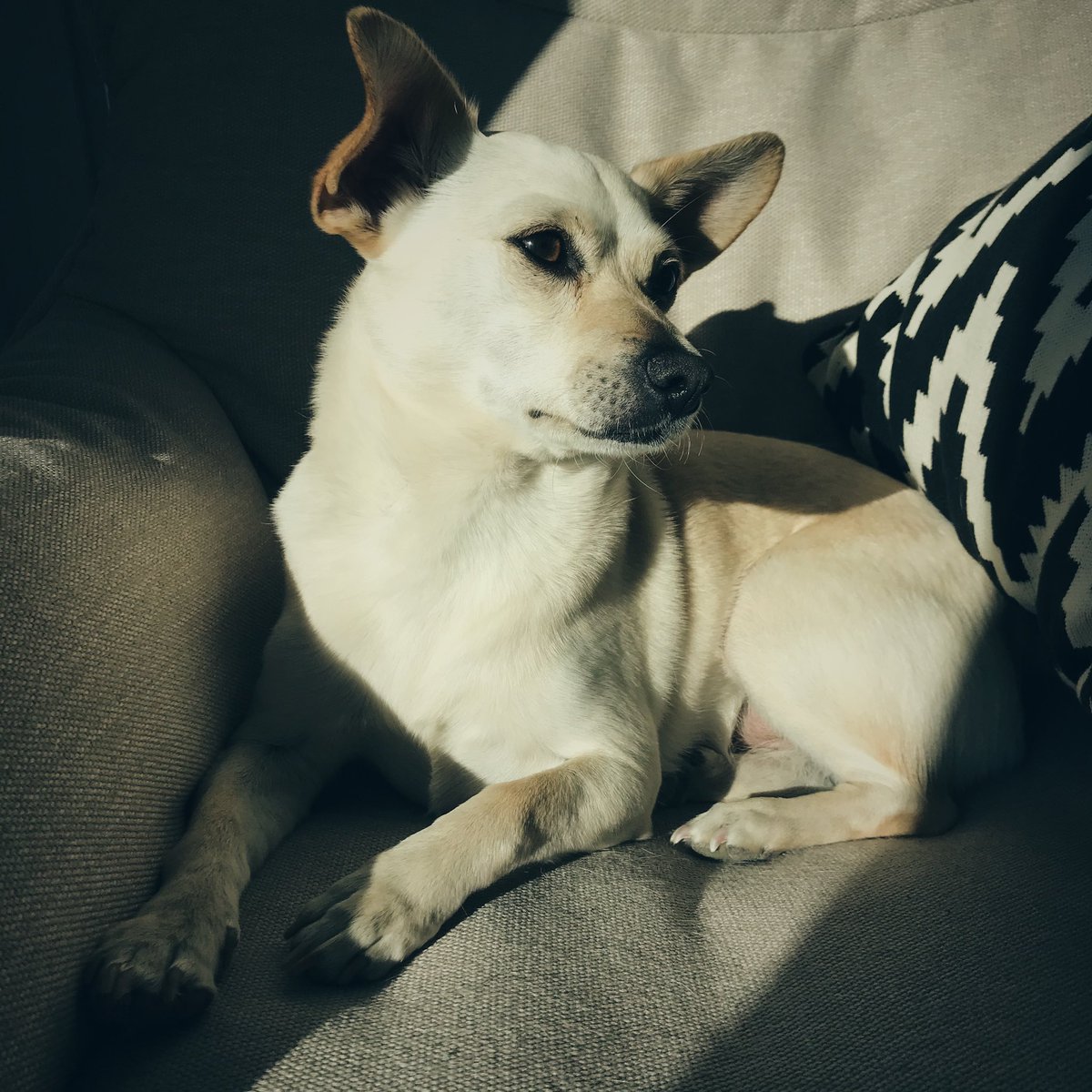 Yerbearserker's tweet photo. More #PupPics! https://t.co/VK7LVKDJvs