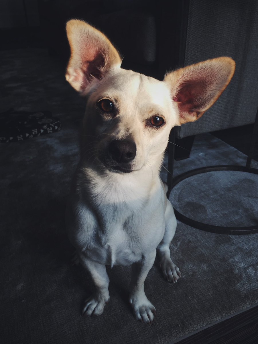Yerbearserker's tweet photo. More #PupPics! https://t.co/VK7LVKDJvs